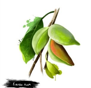 Kakadu Plum