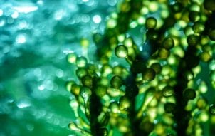 Algae