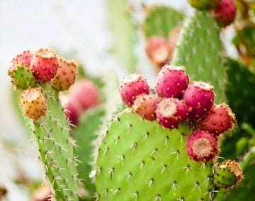 Prickly pear cactus