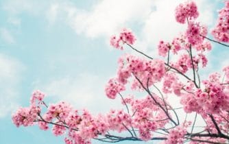  Japanese Cherry Blossom Extract