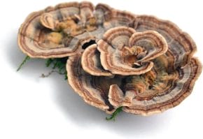 Turkey Tail Mushroom 